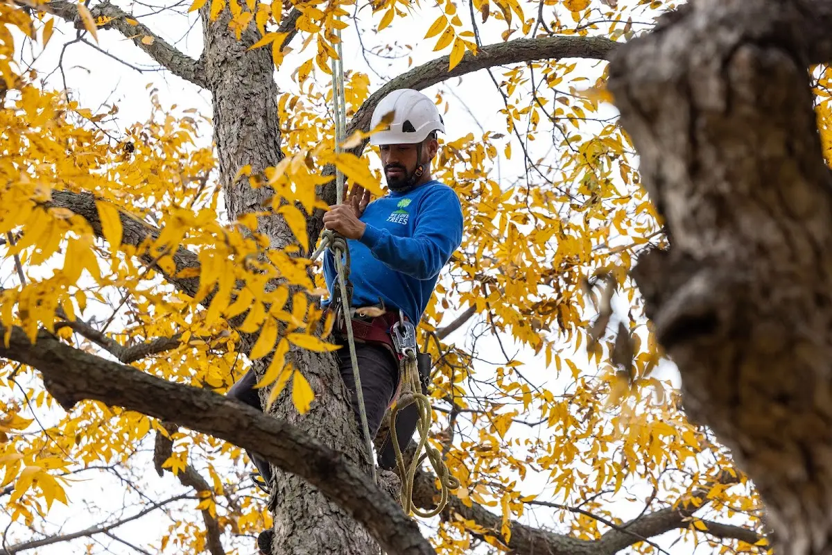 Skilled Tree Pruning crew working in Lohrville