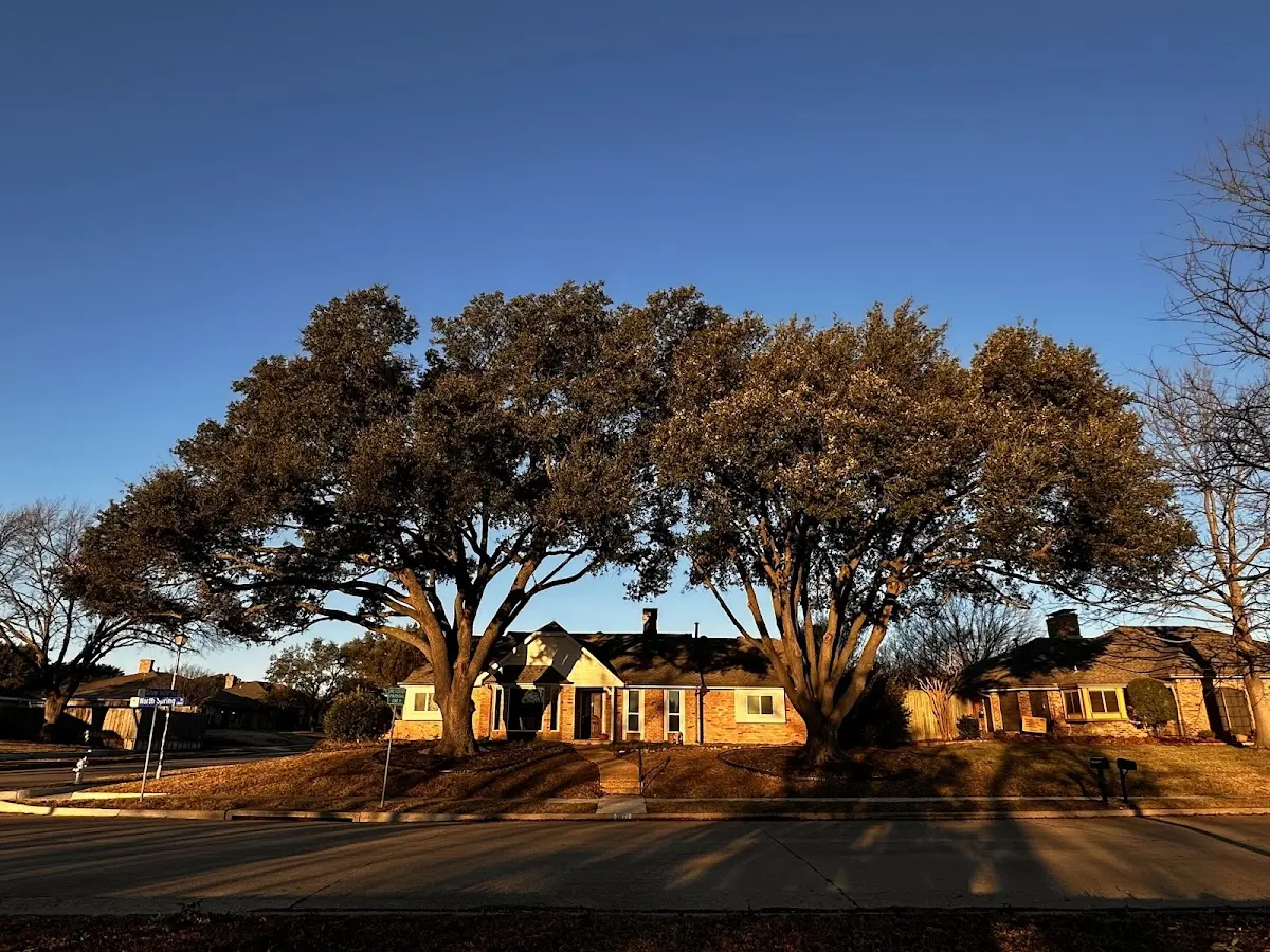 Established residential canopy tree shading a home in Lohrville